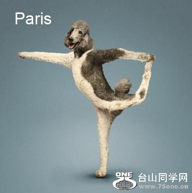 Yoga-dogs-17.jpg
