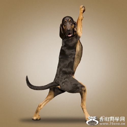 Yoga-dogs-6.jpg