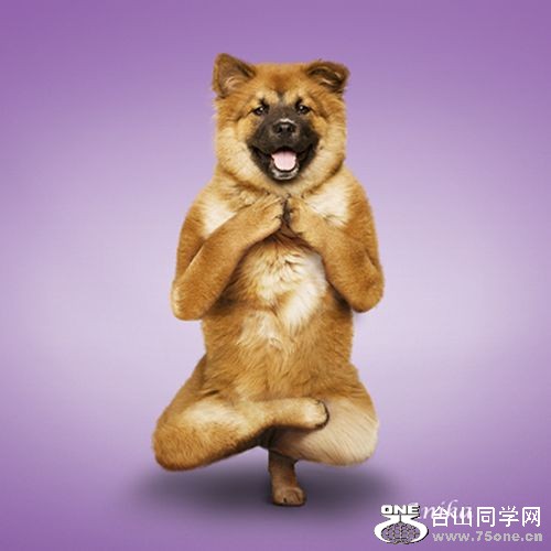 Yoga-dogs-1.jpg