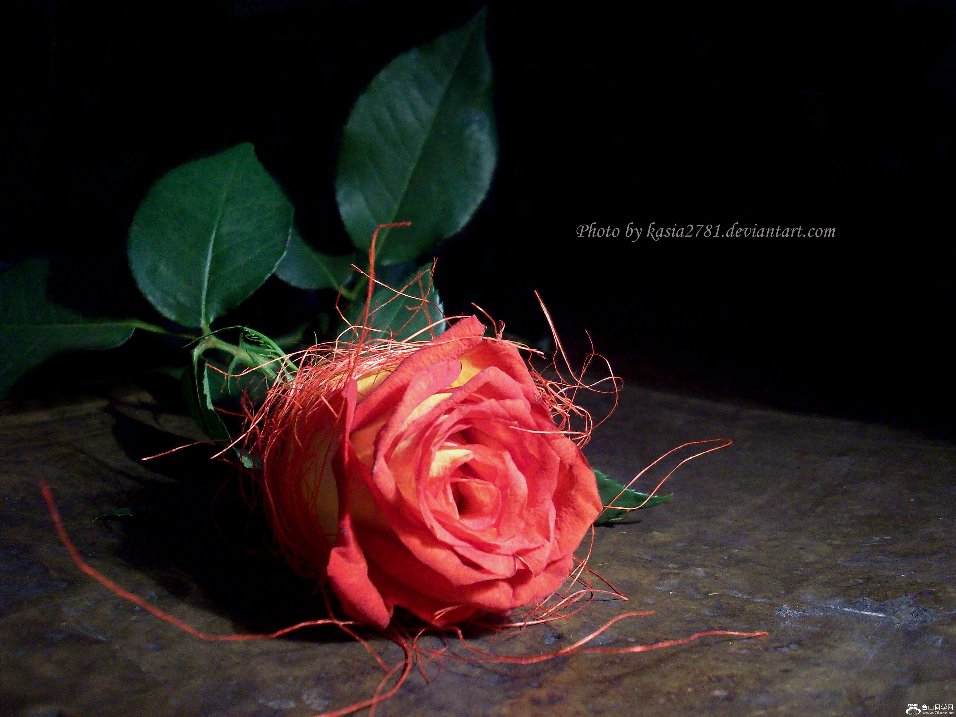 Warm_Romantic_Rose_by_kasia2781.jpg