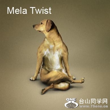 Yoga-dogs-23.jpg