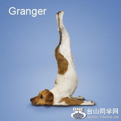 Yoga-dogs-25.jpg