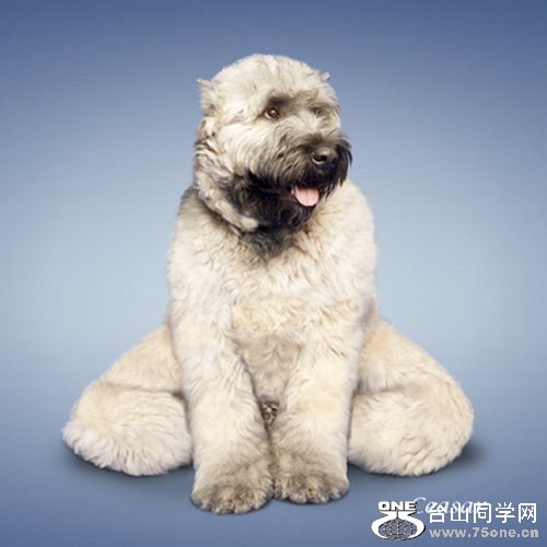 Yoga-dogs-4.jpg