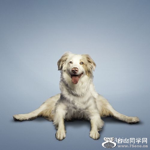 Yoga-dogs-2.jpg