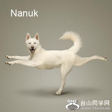 Yoga-dogs-18.jpg