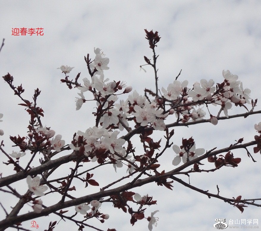 DSC00594-d.jpg