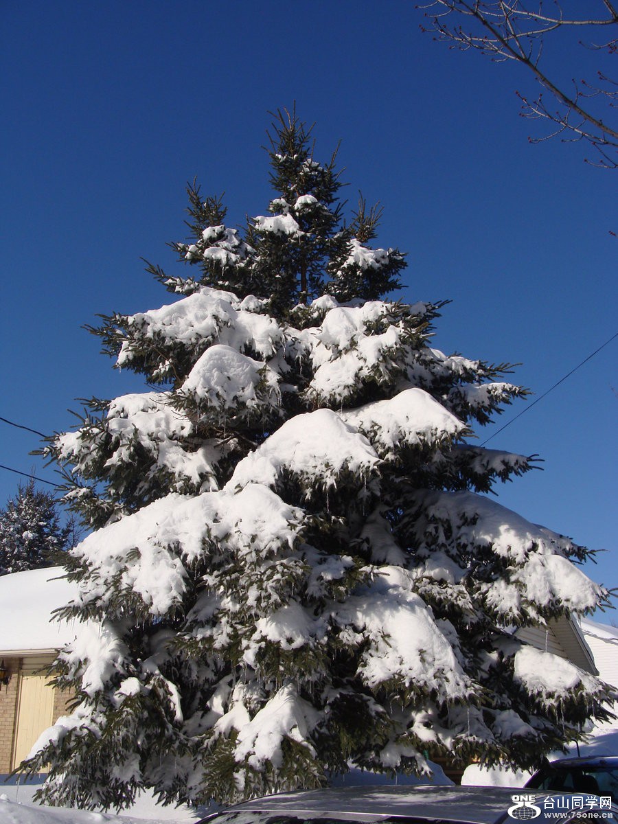 le_sapin_by_hishimy-d3b7bf3.jpg