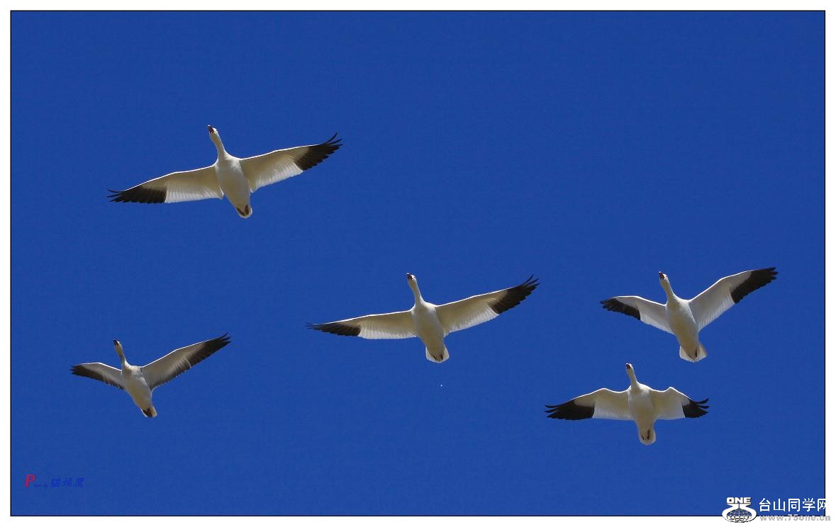 }u -}u -ѩ 833-1-a333.jpg