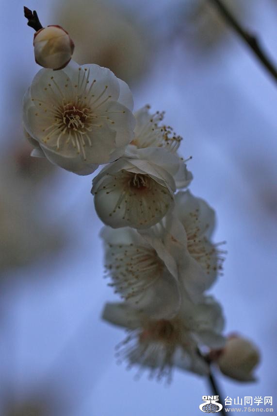 }u -}u -sӰ 209-1.jpg