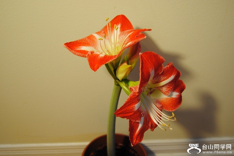 DSC_9878.JPG