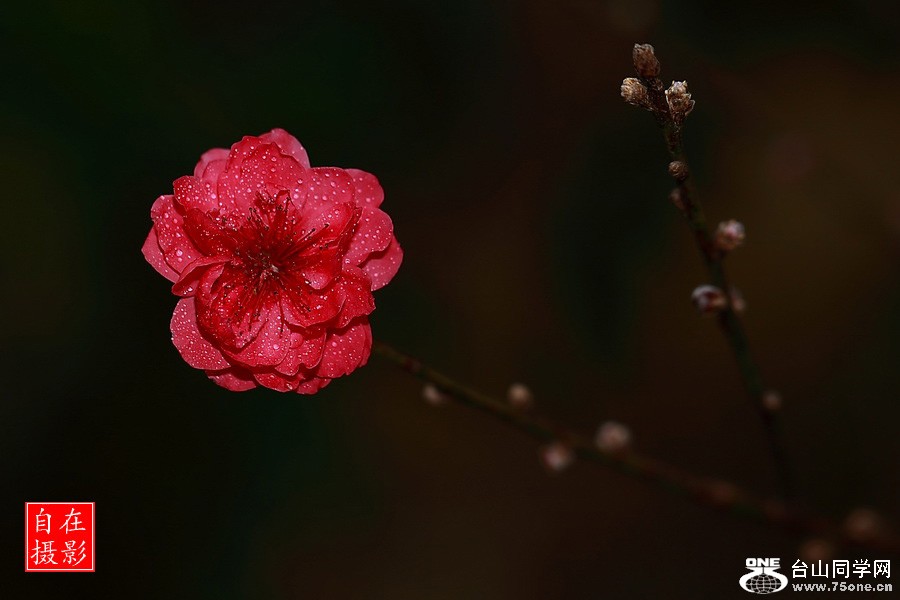 _MG_5772.JPG