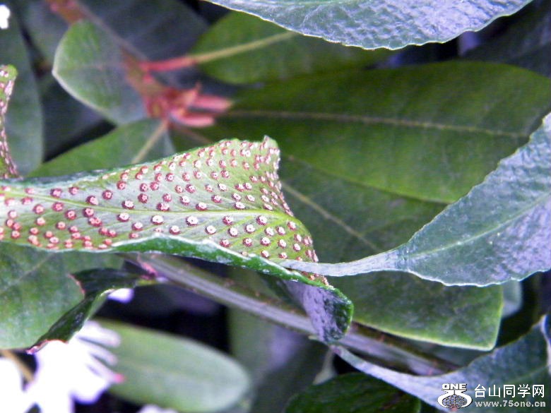 DSCF4516=.jpg
