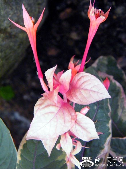 DSCF4530=.jpg