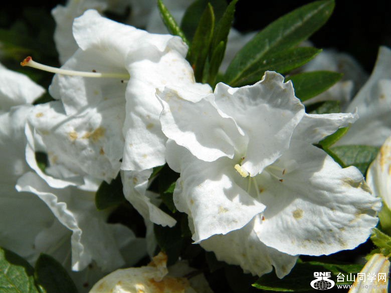 DSCF4600.JPG