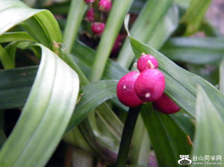 DSCF4529.JPG