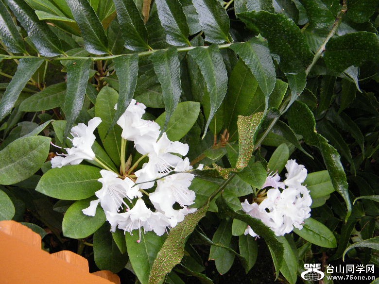 DSCF4515.JPG