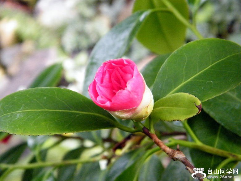 DSCF4534.JPG