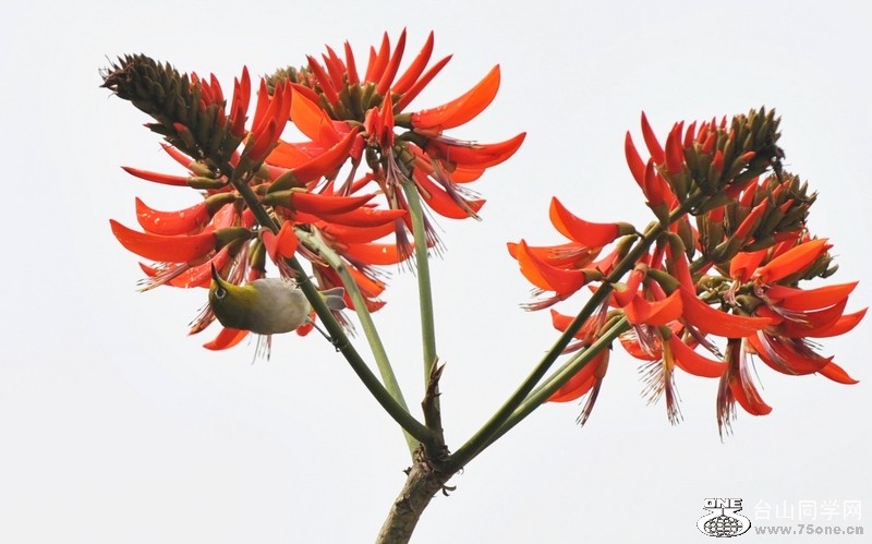 Ƭ 05711.jpg