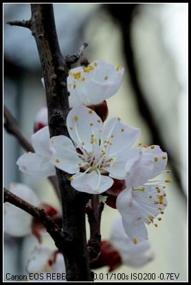 ������С IMG_2586.JPG