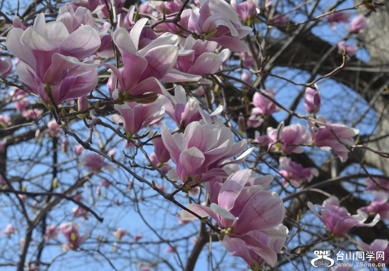 Spring 020.jpg