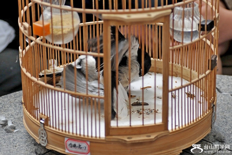 Ƭ 0631.jpg