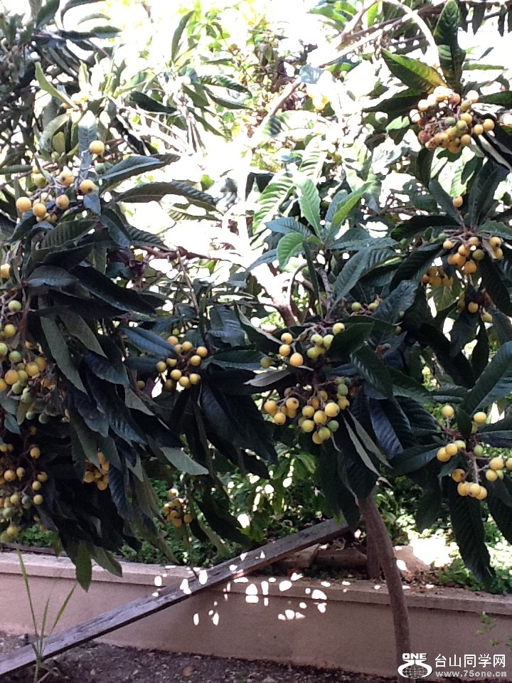 loquat12.JPG