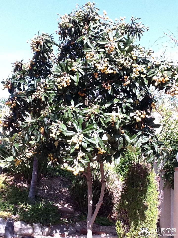 loquat12a.JPG