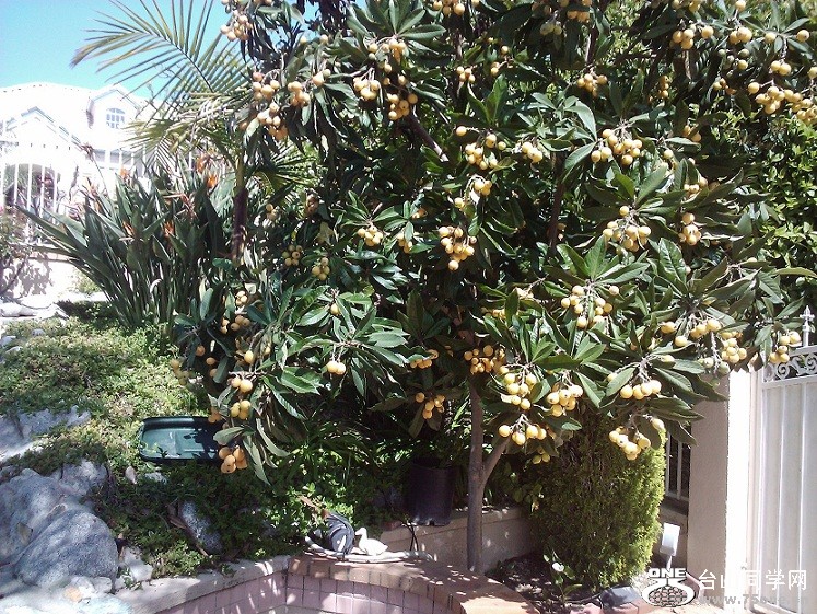 loquat.jpg