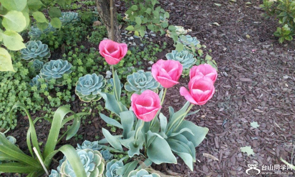 tulips3.jpg