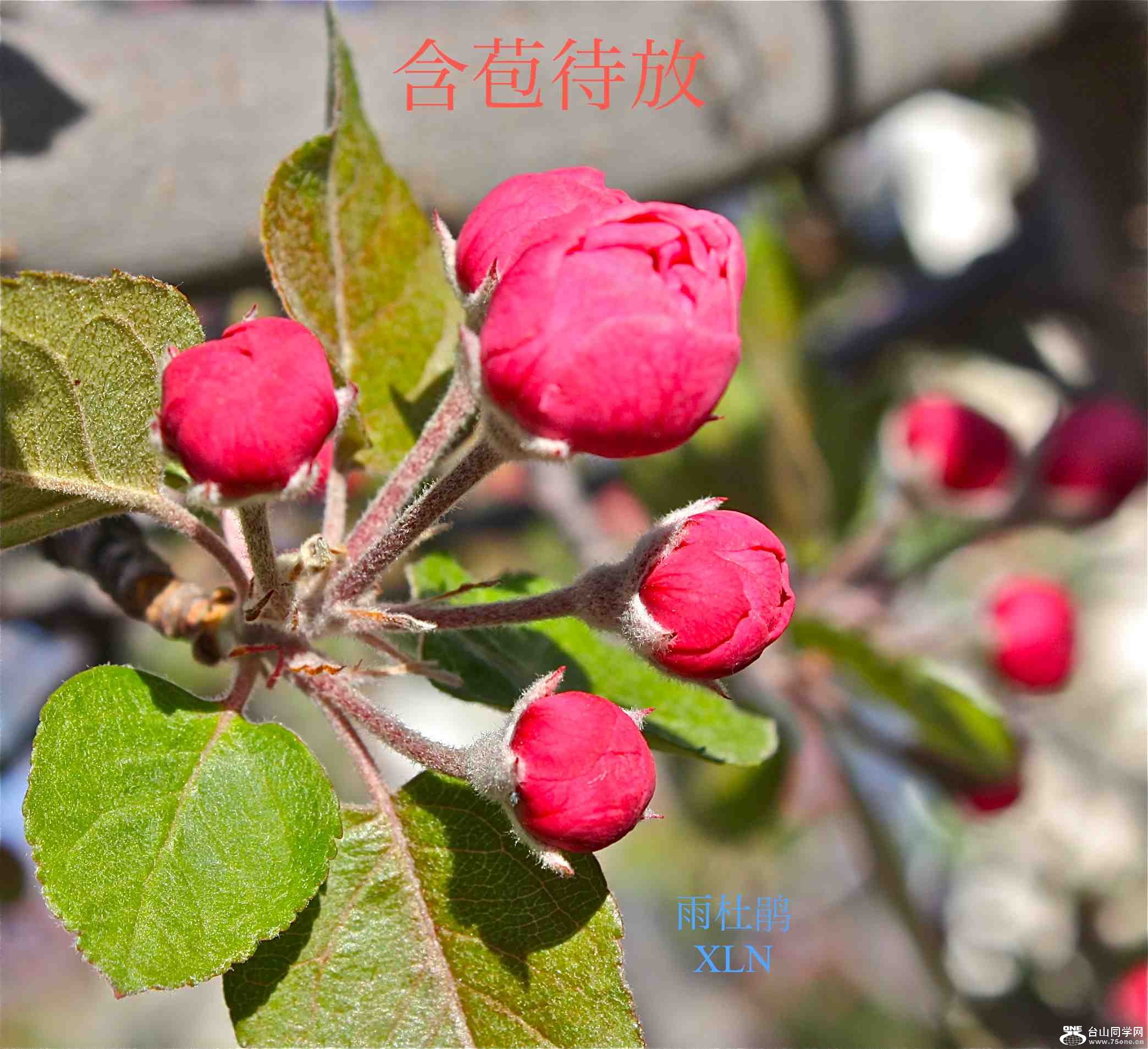 crabapple.jpg
