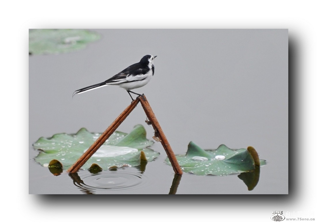 ��Ƭ 57965751.jpg