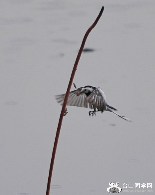 ��Ƭ 57966481.jpg