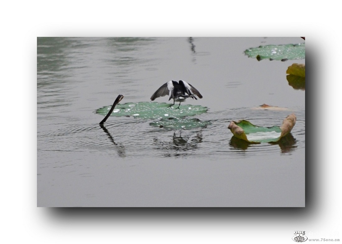 ��Ƭ 57966531.jpg