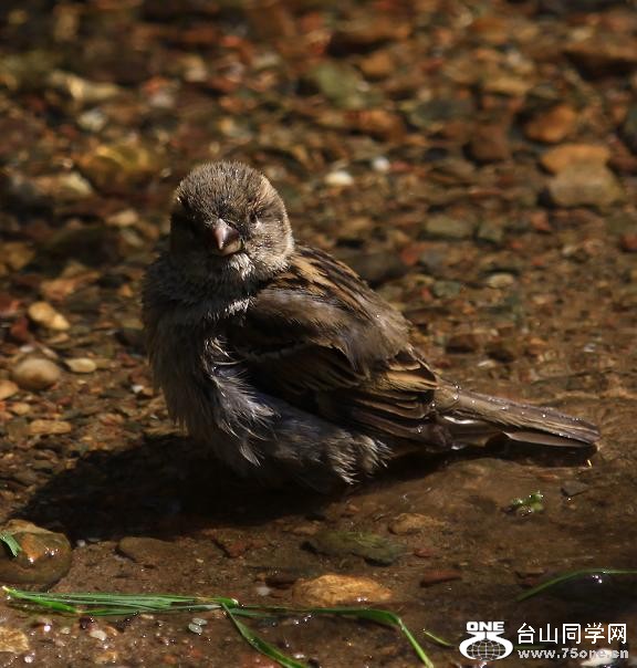 }u -ձ@12-4 246-c.jpg