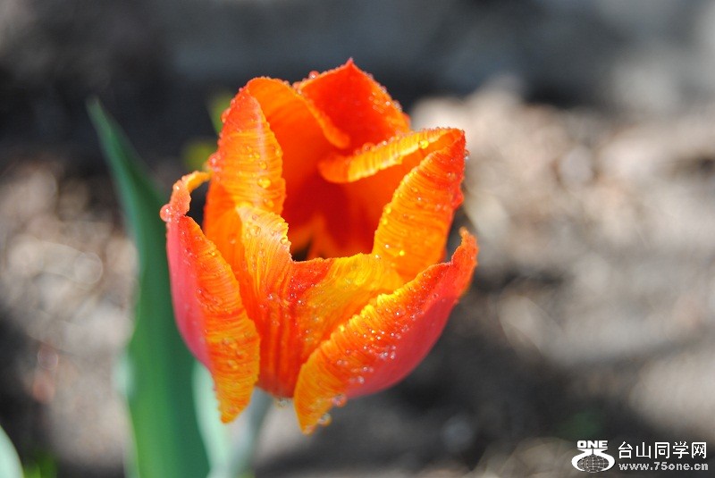 DSC_1263.JPG