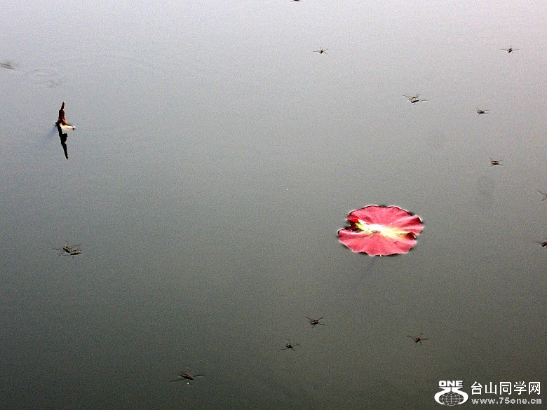 ������ɽ��������ѧУ12��4��10 192_conew1.jpg