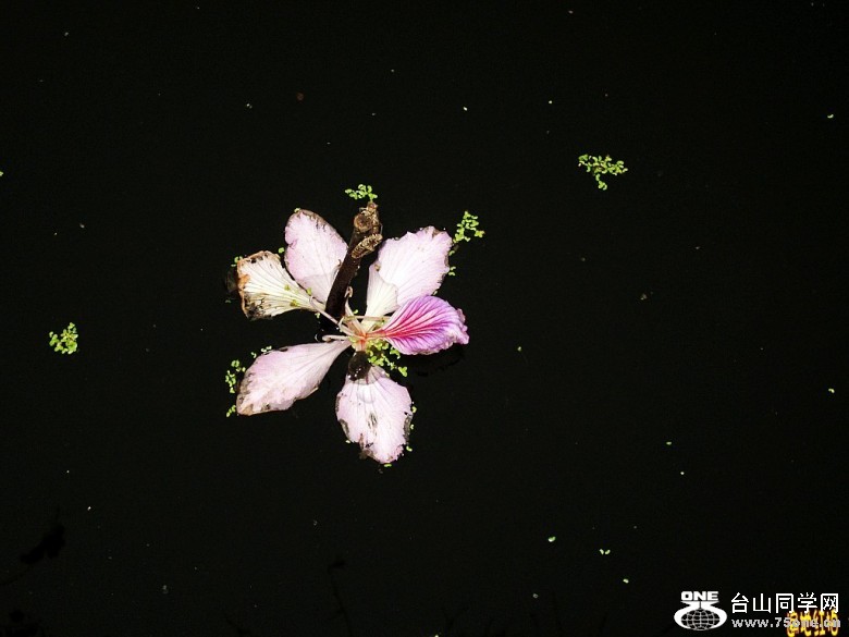 ������ɽ��������ѧУ12��4��10 215_conew3.jpg