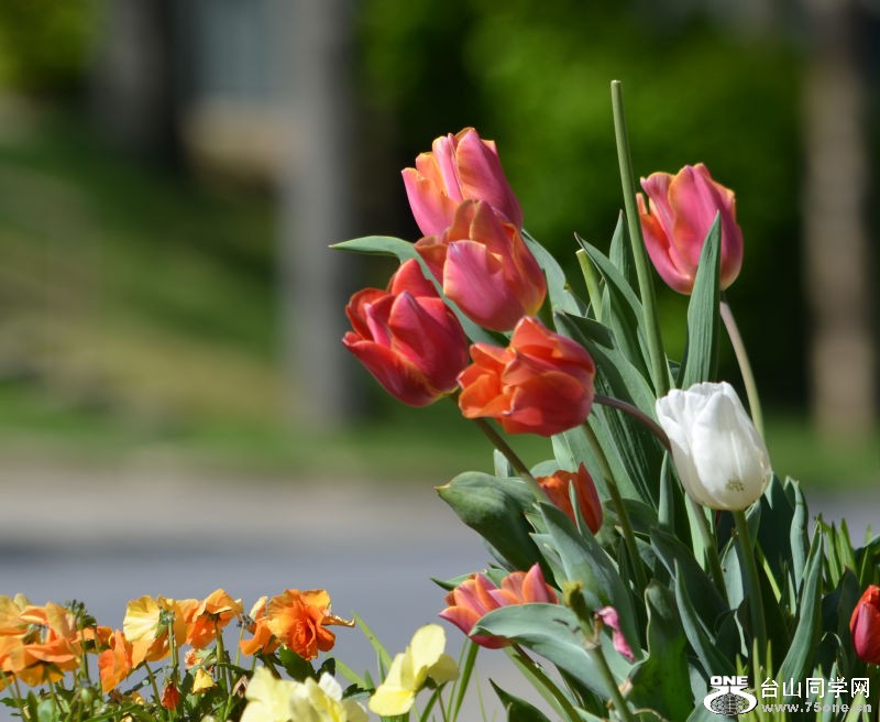 Spring 002.jpg