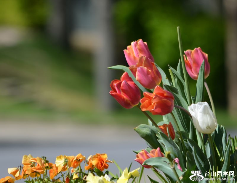 Spring 010.jpg