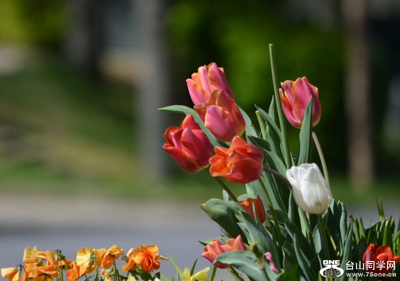 Spring 014.jpg
