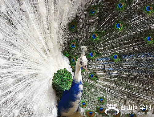 white-blue-peacock[1].jpg