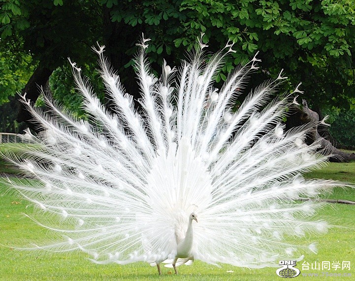 albino-peacock1[1].jpg