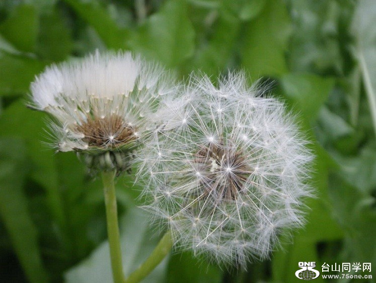 Spring-Dandelions.jpg