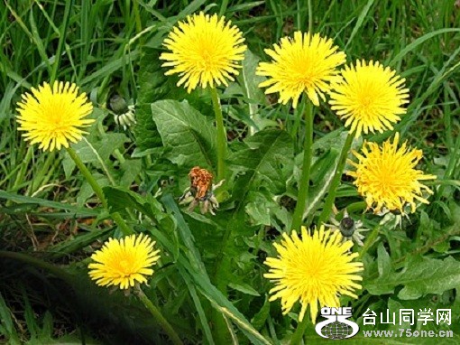 spring dandelion.jpg