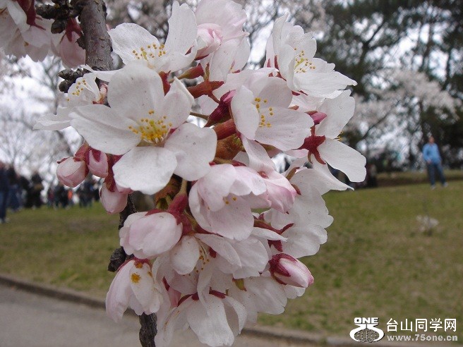 DSC08226.JPG
