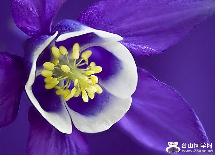 blue-violet-flower01[1].jpg