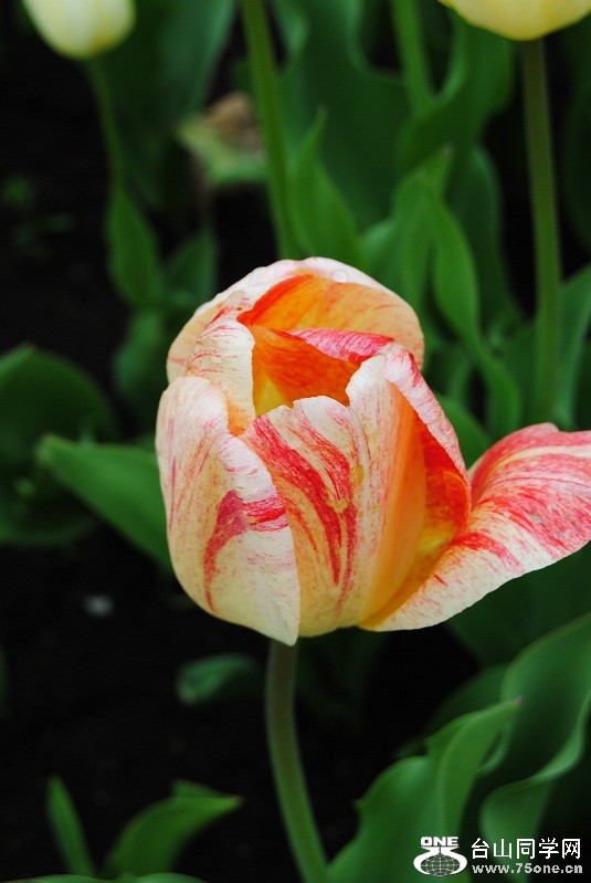 DSC_1633.JPG