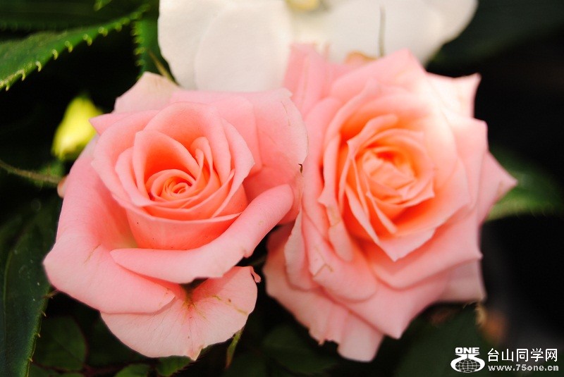 DSC_2544.JPG