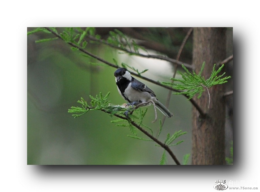 ��Ƭ 21320792011.jpg