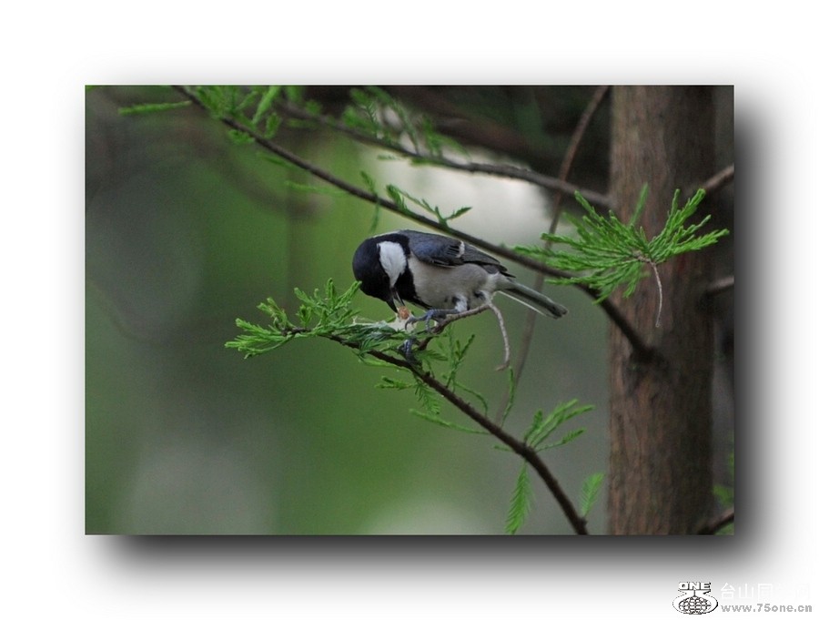 ��Ƭ 21320792001.jpg